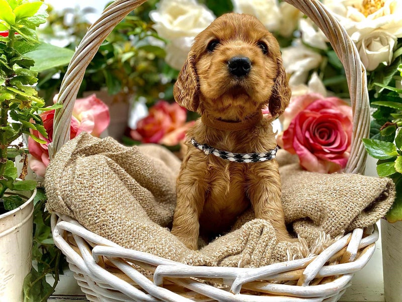 Purebred Cocker Spaniels62863235932162113