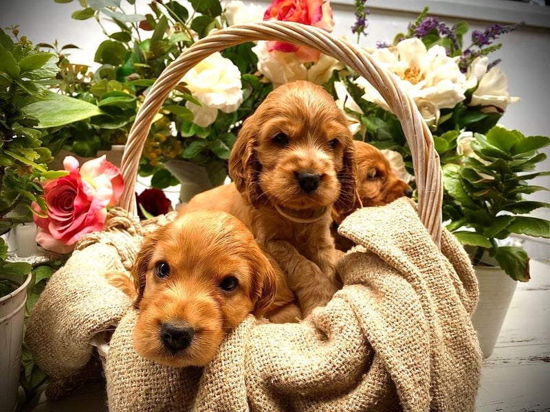 Purebred Cocker Spaniels62863235932162112