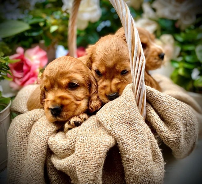 Purebred Cocker Spaniels62863235932162111