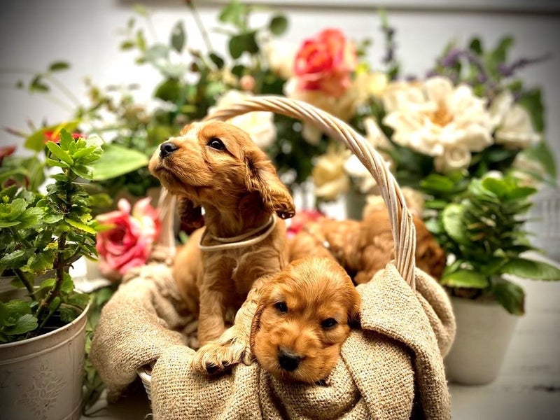 Purebred Cocker Spaniels628632359321621111