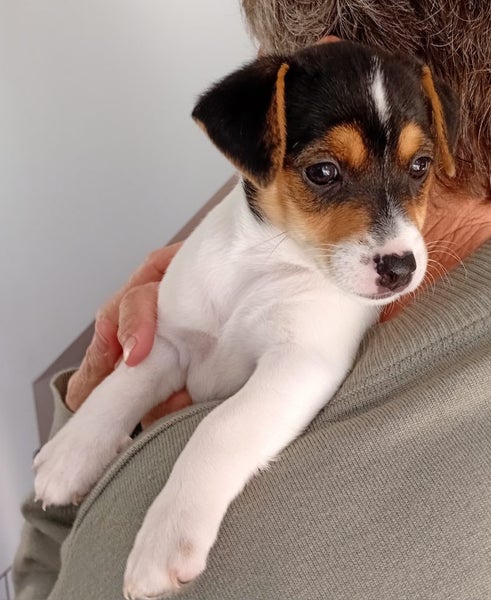 Jack Russell Puppies Carousel 1