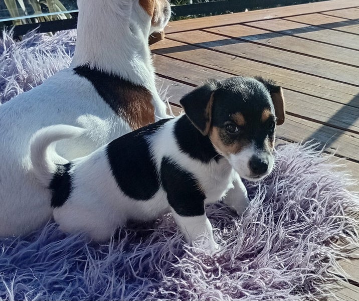 Jack Russell Puppies Carousel 2