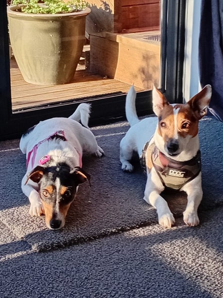 Jack Russell Puppies Carousel 5