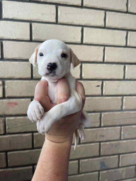 Puppies Carousel 1