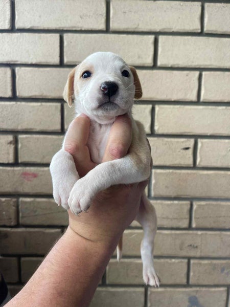 Puppies Carousel 2