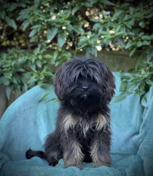 Cavalier x Lowchen.62863236484610117