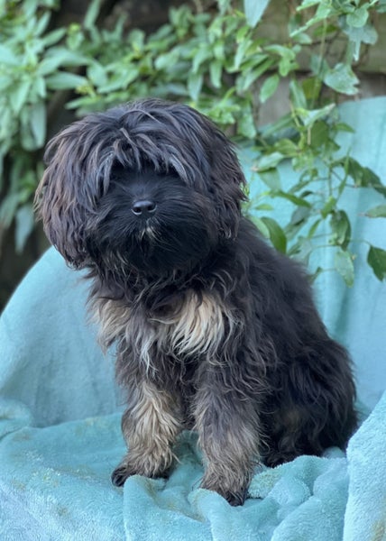 Cavalier x Lowchen.62863236484610112