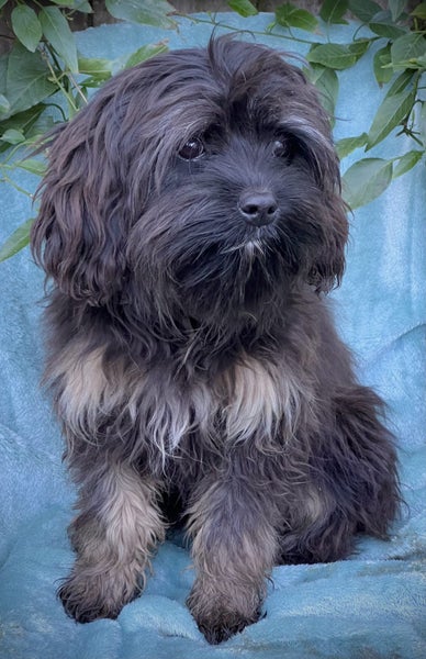 Cavalier x Lowchen.62863236484610113
