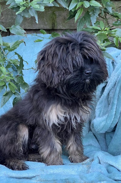 Cavalier x Lowchen.62863236484610114