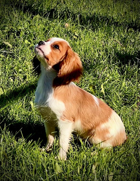 Cavalier pup62863236501635111