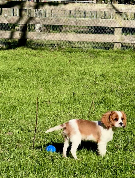 Cavalier pup62863236501635112