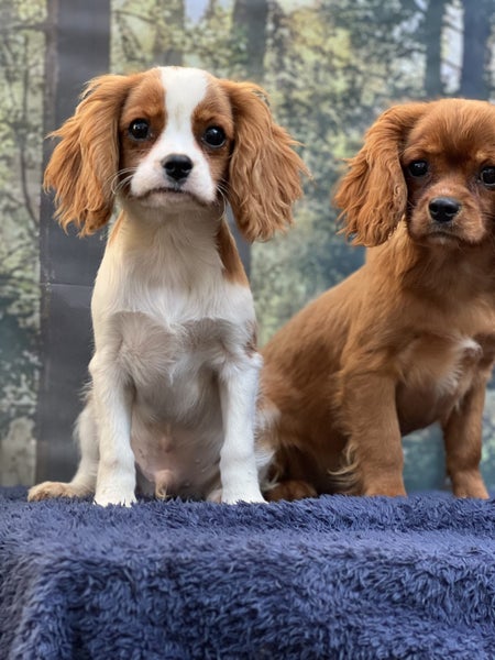 Cavalier pup62863236501635113