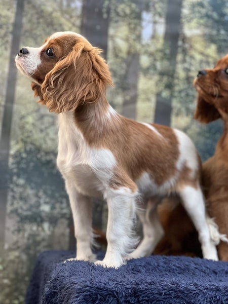 Cavalier pup62863236501635114