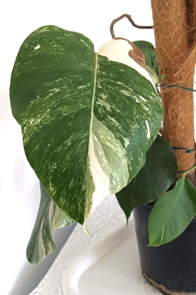 Variegated Monstera Albo Borsigiana Mother Plant $1 Reserve62863230391171114