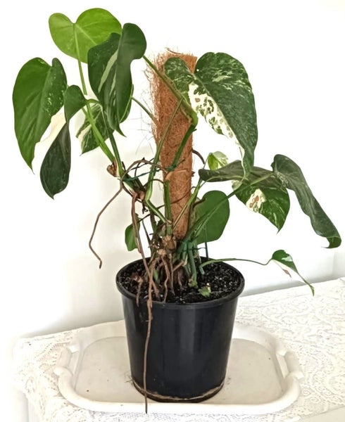 Variegated Monstera Albo Borsigiana Mother Plant $1 Reserve62863230391171111
