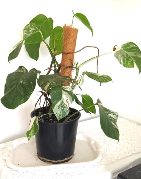 Variegated Monstera Albo Borsigiana Mother Plant $1 Reserve628632303911711123