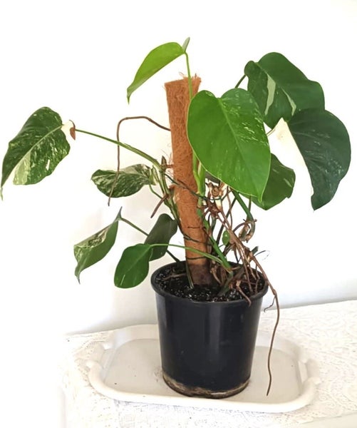 Variegated Monstera Albo Borsigiana Mother Plant $1 Reserve62863230391171112
