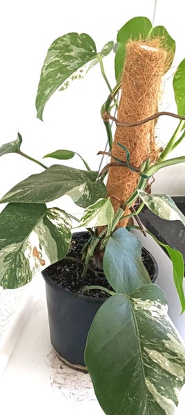 Variegated Monstera Albo Borsigiana Mother Plant $1 Reserve62863230391171113