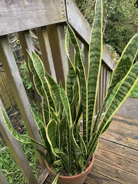 Sansevieria ‘Mother-in-Law’s Tongue’ Variegated628632304819231112