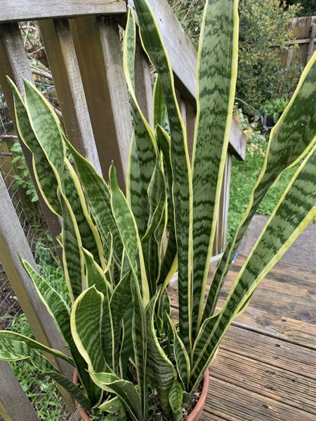 Sansevieria ‘Mother-in-Law’s Tongue’ Variegated62863230481923114
