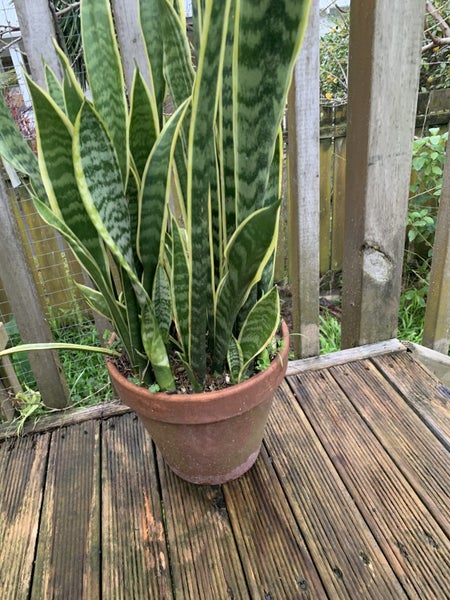Sansevieria ‘Mother-in-Law’s Tongue’ Variegated62863230481923112