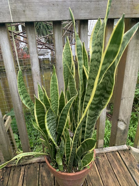Sansevieria ‘Mother-in-Law’s Tongue’ Variegated62863230481923113