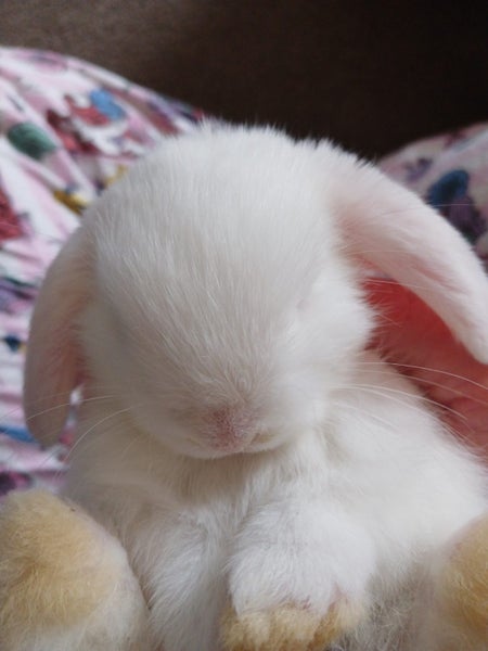 Mini Lop Rabbits Carousel 2