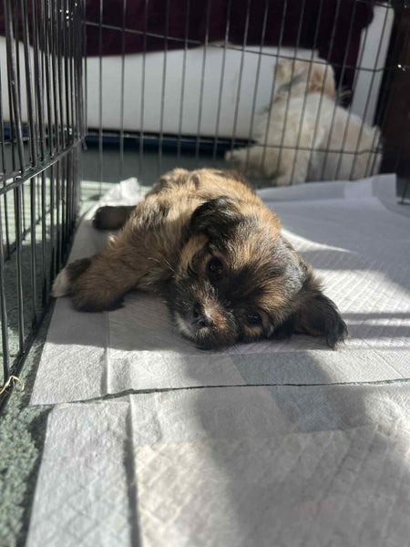 Maltese shih tzu x yorkshire terrier puppies Carousel 1