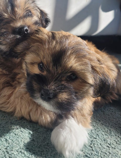 Maltese shih tzu x yorkshire terrier puppies Carousel 2