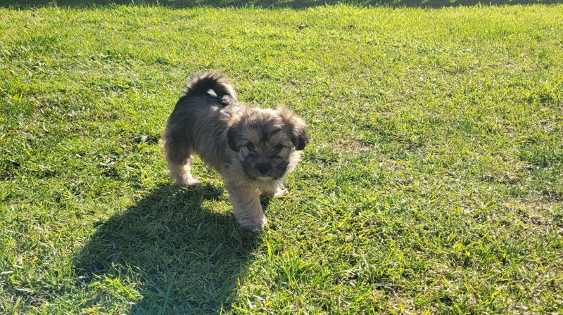 Maltese shih tzu x yorkshire terrier puppies Carousel 3