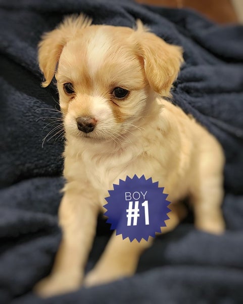 Puppies - Bichon x Shih Tzu Carousel 2