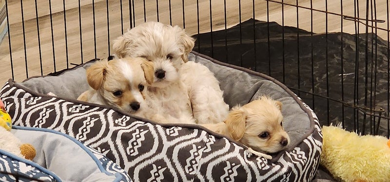 Puppies - Bichon x Shih Tzu Carousel 1