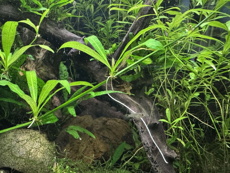 Sale - Amazon Sword (Echinodorus amazonicus) - Shipping available Carousel 2