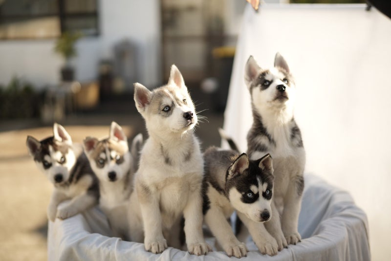 Pure breed Siberian husky puppies Carousel 1