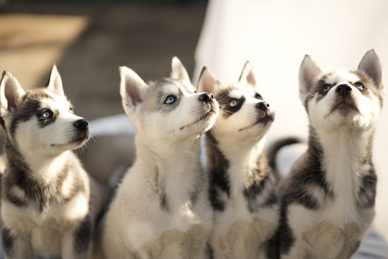 Pure breed Siberian husky puppies Carousel 2