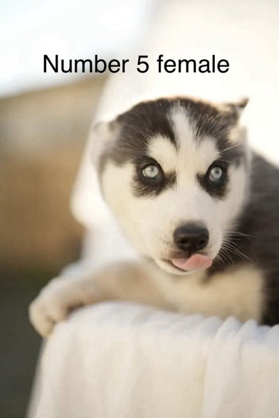Pure breed Siberian husky puppies Carousel 20