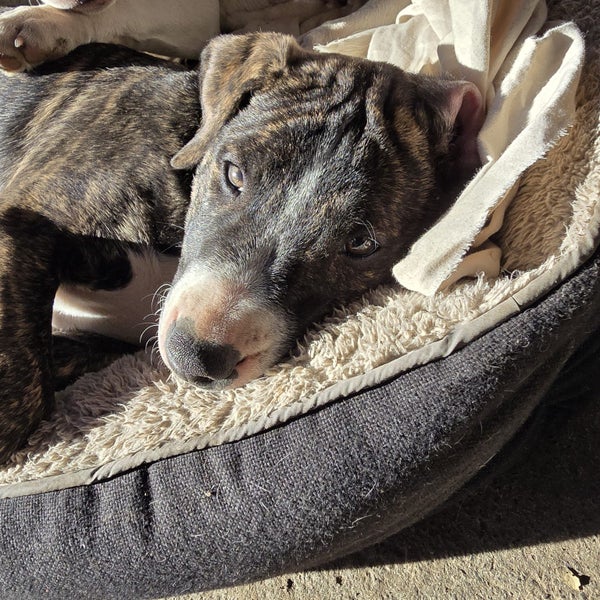 English Bull Terrier Pups62863237172354113