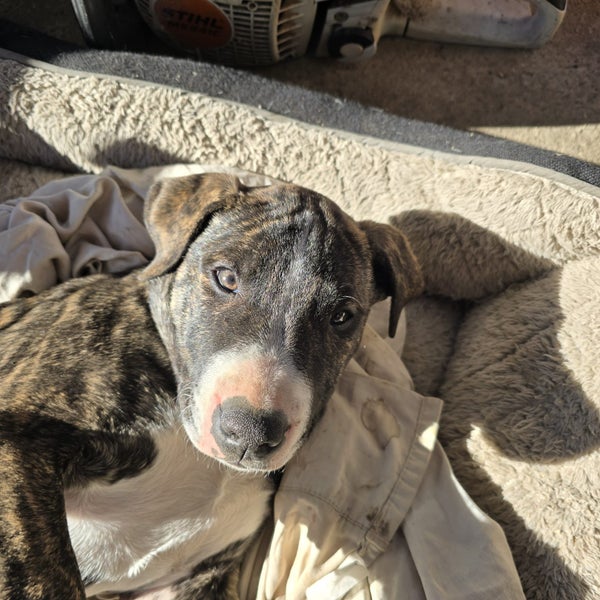 English Bull Terrier Pups62863237172354112