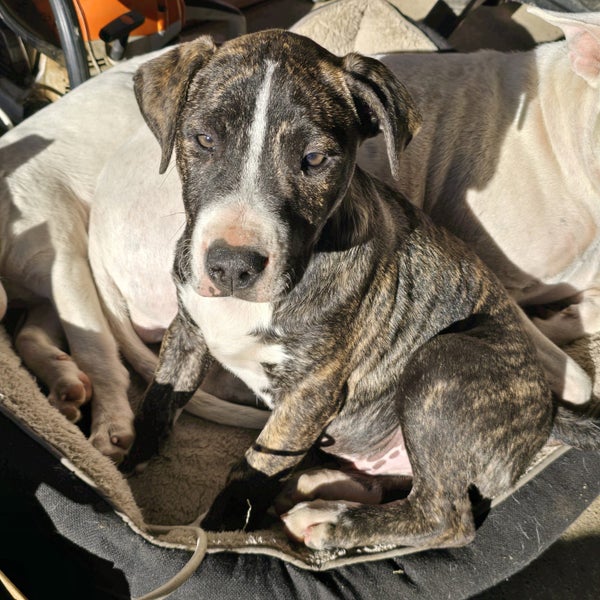 English Bull Terrier Pups62863237172354111