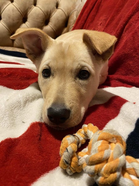 Auckland Puppy Rescue - KELCE Carousel 1