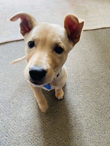 Auckland Puppy Rescue - KELCE Carousel 2