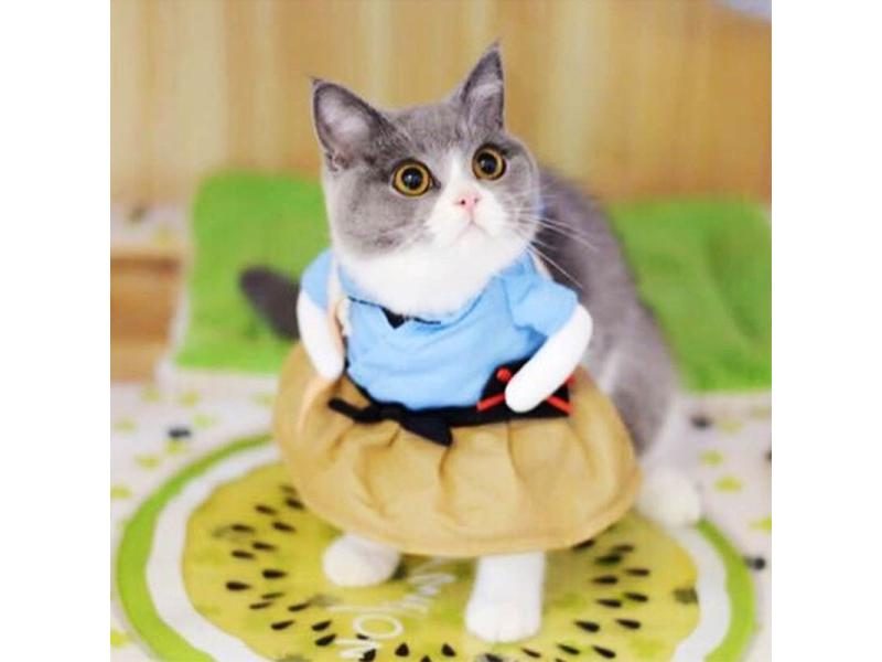 Funny Cat Clothes Pirate Suit Clothes For Cat Costume Clothing Corsair Carousel 1