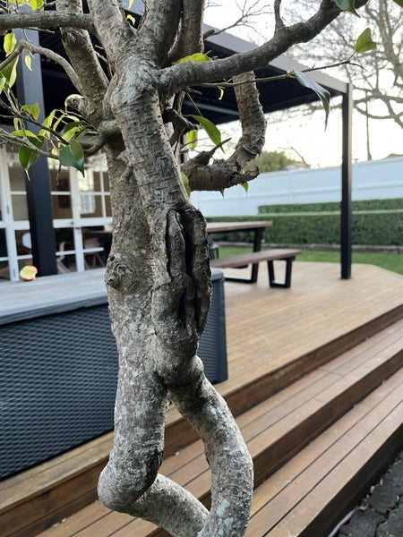 Mature Twisted Ficus62863844299139111