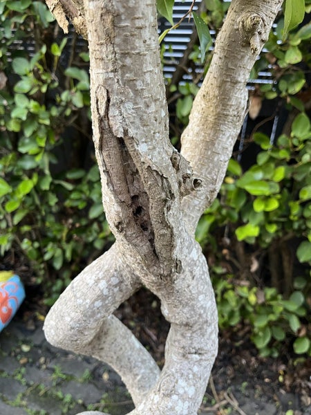 Mature Twisted Ficus62863844299139112