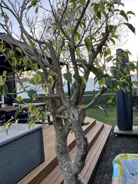 Mature Twisted Ficus62863844299139113