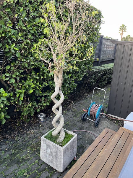 Mature Twisted Ficus628638442991391116
