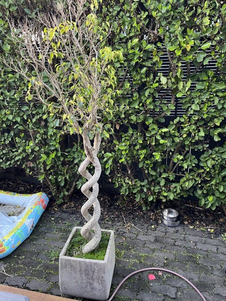 Mature Twisted Ficus62863844299139114