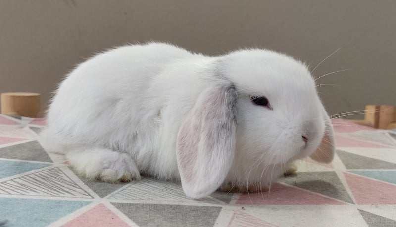 Purebred Mini Lop Rabbits Carousel 20
