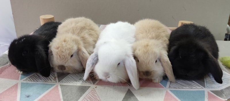 Purebred Mini Lop Rabbits Carousel 2