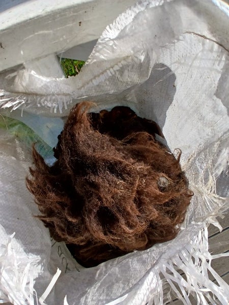 Arapawa Sheep Wool62864729608450113
